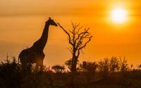 zimbabwe giraf