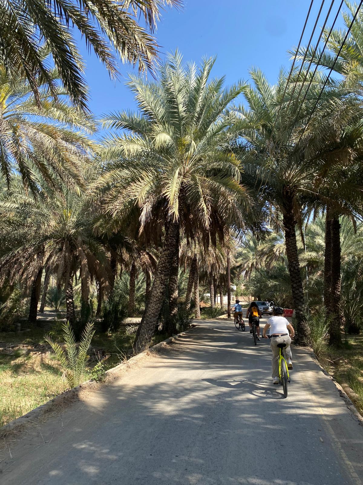 bicycle tour al hamra 2