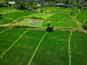 Lush green rice fields in Bali viewed from above, showcasing agricultural beauty.
