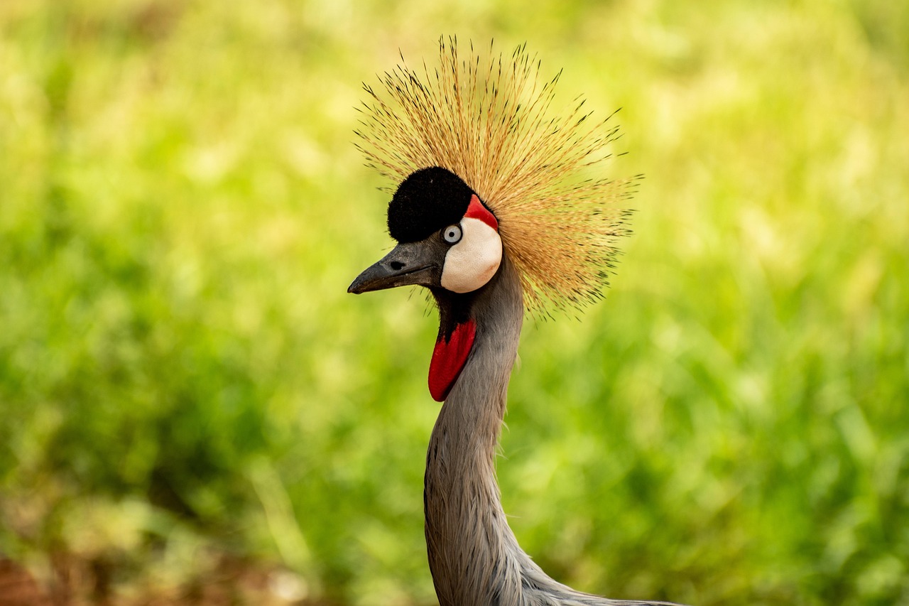 bird, crested crane, nature, crane, uganda, wildlife