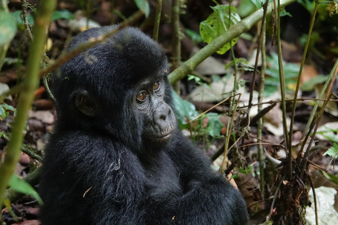 wildlife, mammal, primate, wood, nature, gorilla, baby, uganda, bwindi, gorilla, gorilla, uganda, uganda, uganda, uganda, uganda, bwindi, bwindi
