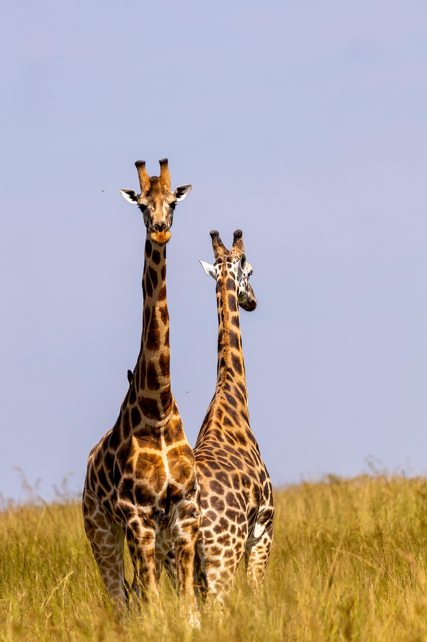giraffes, animals, safari, wildlife, mammals, pair, nature, wilderness, national park, murchison falls national park, uganda safari, uganda