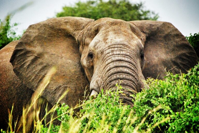uganda, elephant, nature, safari, elephants, mammals, africa, animal