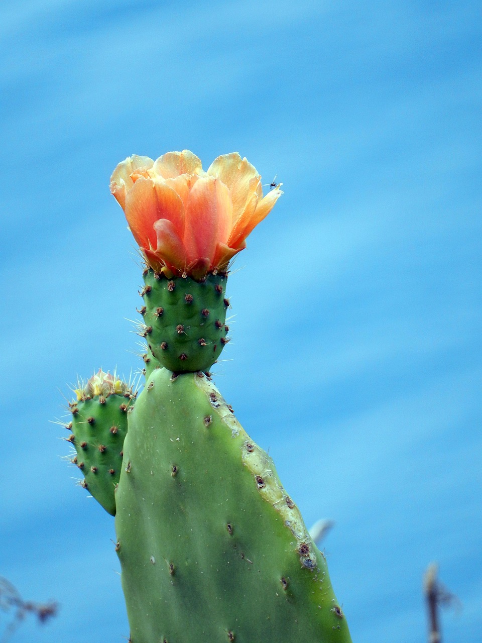 cactus, madeira, flora, nature, portugal, cliff, landscape, cactus, madeira, madeira, madeira, madeira, madeira