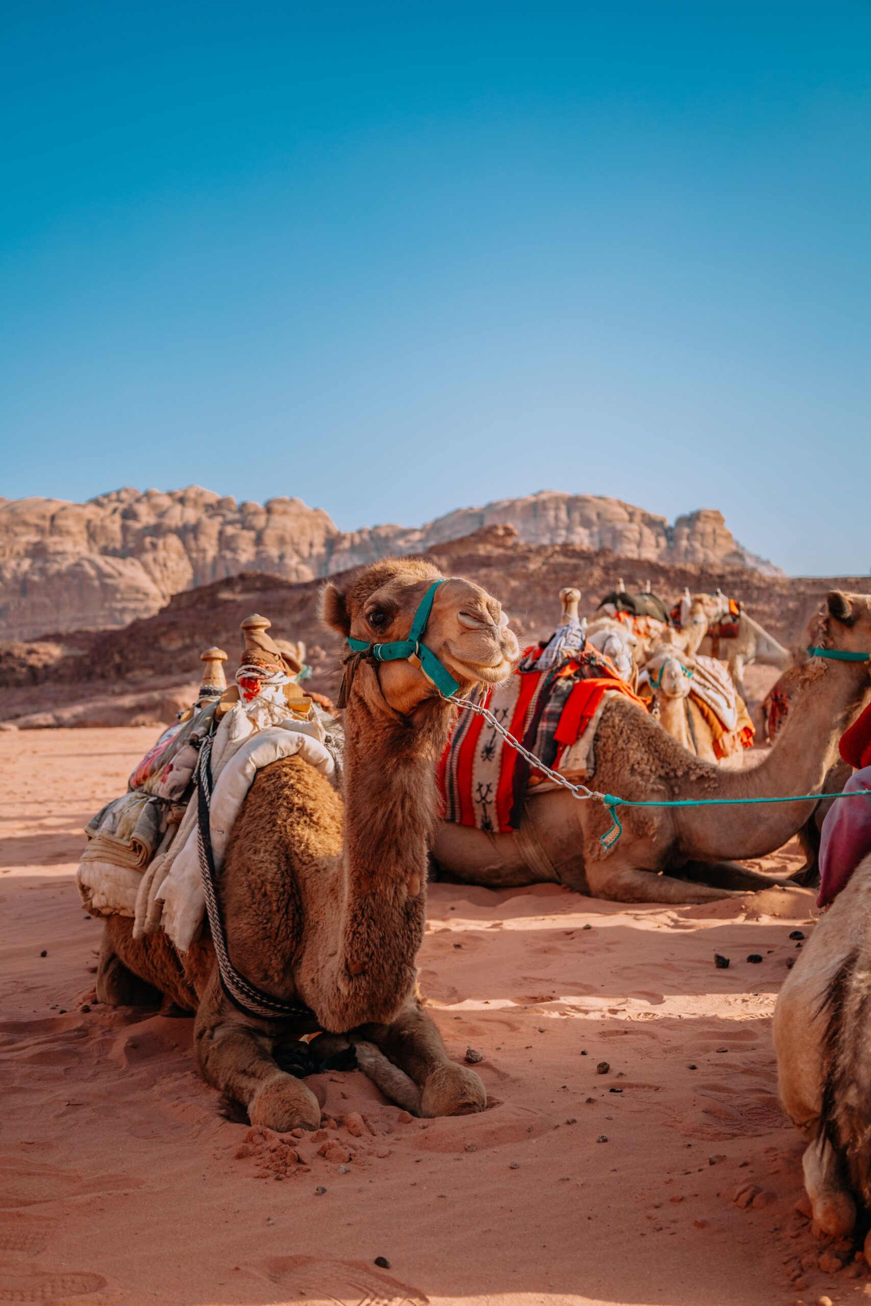 A group of camels resting in the scenic Wadi Rum desert under a clear blue sky.