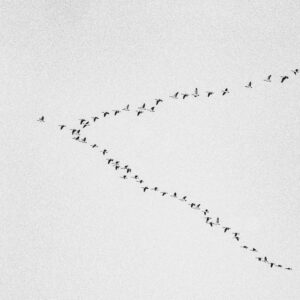A flock of birds flying in a distinct V formation against a clear sky, symbolizing migration.