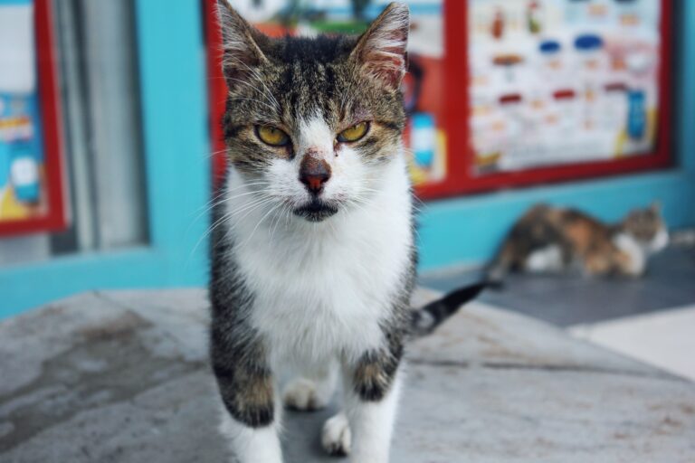 A street cat stares directly at the camera in Istanbul, Türkiye.