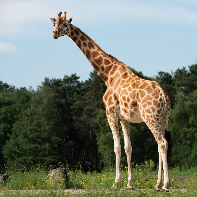 A graceful giraffe stands tall in a lush green landscape under a clear blue sky.